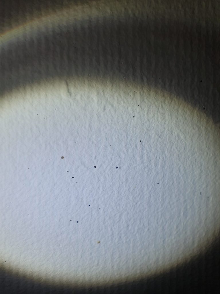 Evidence of blood spatter found on wall by bed during a bed bug survey at a property in East Sussex Evidence of blood spatter found during a bed bug survey